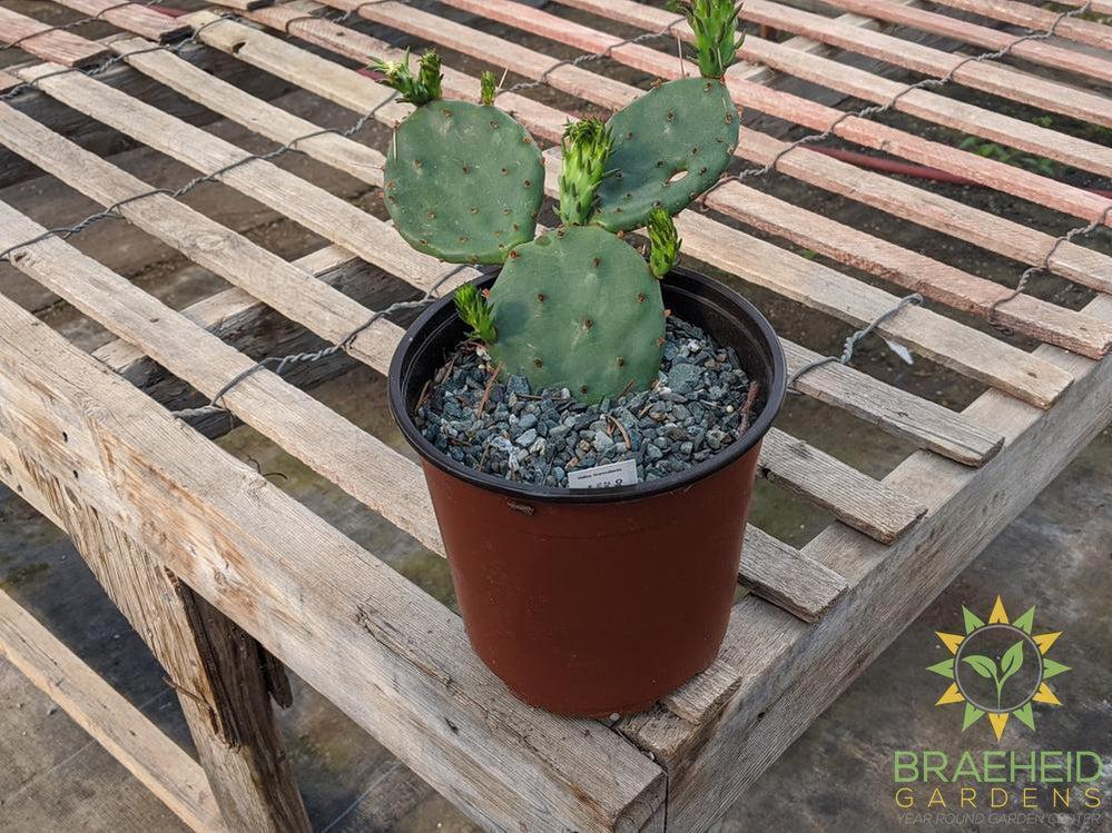Opuntia Humifusa - Cold Hardy