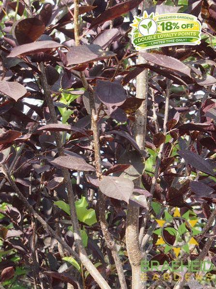 Midnight Schubert Chokecherry Tree- Tree for sale, Grown in Grande Prairie -Braeheid Gardens Ltd. on Emerson Trail