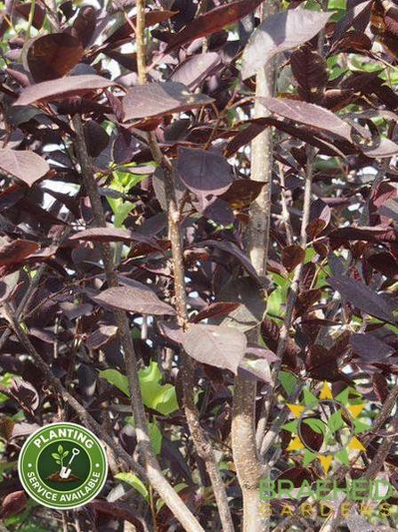 Midnight Schubert Chokecherry Tree- Tree for sale, Grown in Grande Prairie -Braeheid Gardens Ltd. on Emerson Trail