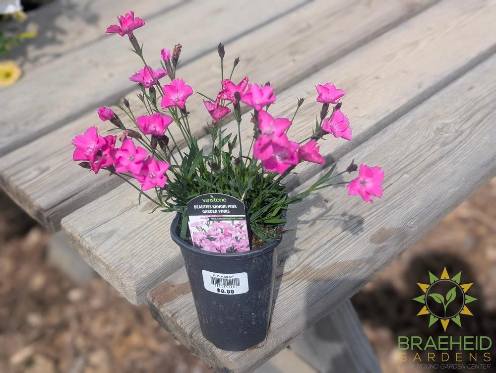 Dianthus x 'Beauties Kahori Pink'