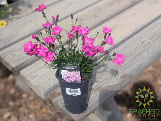 Dianthus x 'Beauties Kahori Pink'