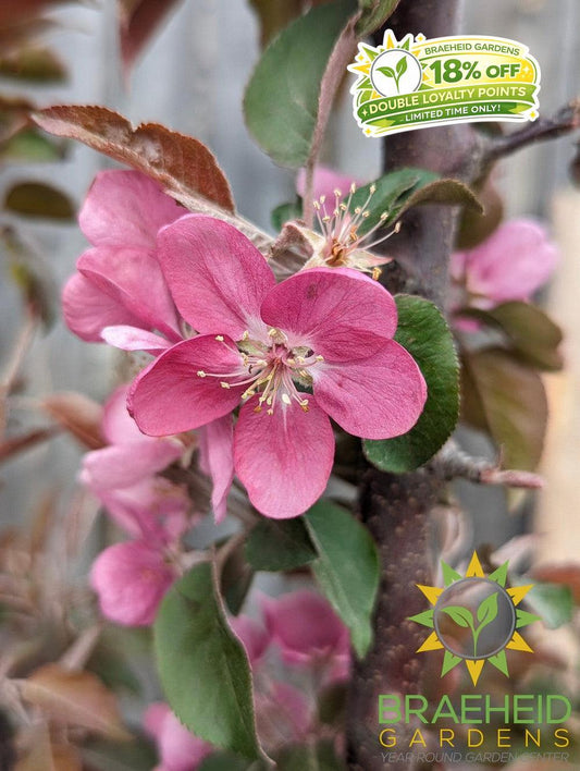 Purple Spire® Columnar Crabapple- Tree for sale, Grown in Grande Prairie -Braeheid Gardens Ltd. on Emerson Trail