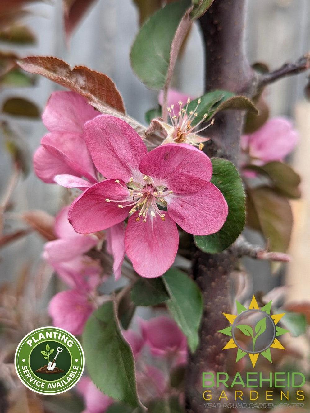 Purple Spire® Columnar Crabapple- Tree for sale, Grown in Grande Prairie -Braeheid Gardens Ltd. on Emerson Trail