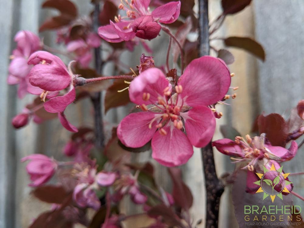 Thunderchild Flowering Crabapple- Tree for sale, Grown in Grande Prairie -Braeheid Gardens Ltd. on Emerson Trail