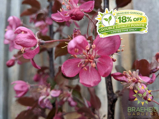 Thunderchild Flowering Crabapple- Tree for sale, Grown in Grande Prairie -Braeheid Gardens Ltd. on Emerson Trail