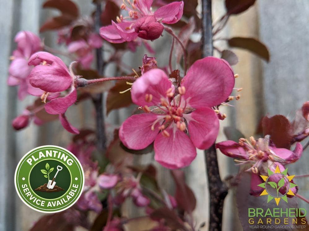 Thunderchild Flowering Crabapple- Tree for sale, Grown in Grande Prairie -Braeheid Gardens Ltd. on Emerson Trail