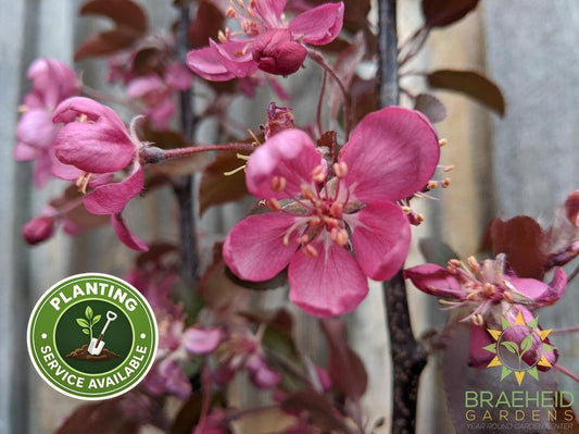 Thunderchild Flowering Crabapple- Tree for sale, Grown in Grande Prairie -Braeheid Gardens Ltd. on Emerson Trail