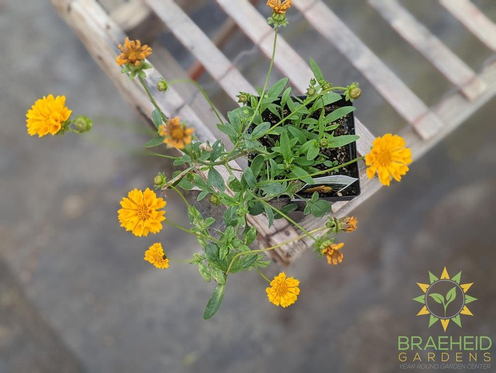Coreopsis 'Jethro Tull' -NO SHIP-