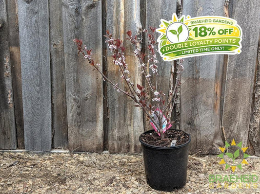 Purple Leaf Plum/Sand Cherry- Tree for sale, Grown in Grande Prairie -Braeheid Gardens Ltd. on Emerson Trail