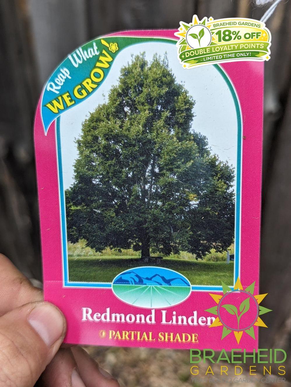 Redmond Linden- Tree for sale, Grown in Grande Prairie -Braeheid Gardens Ltd. on Emerson Trail