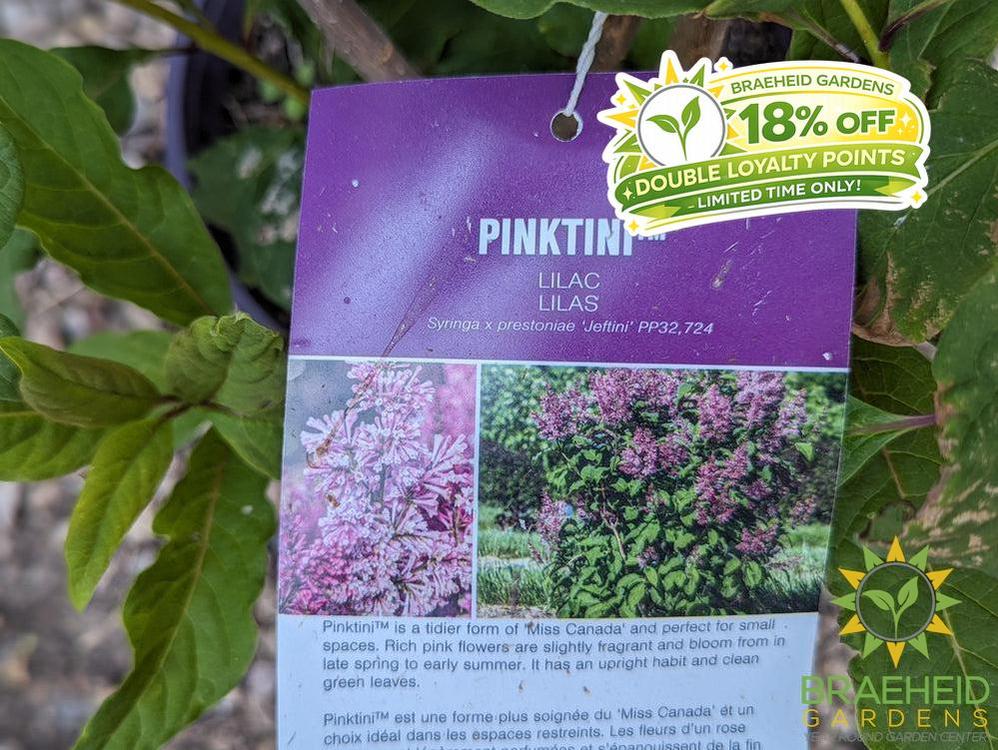 Pinktini™ Lilac