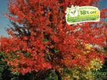 Autumn Blaze® Maple- Tree for sale, Grown in Grande Prairie -Braeheid Gardens Ltd. on Emerson Trail