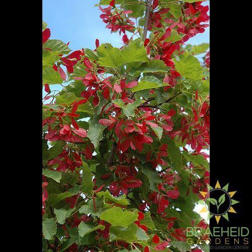 Ruby Slippers Amur Maple- Tree for sale, Grown in Grande Prairie -Braeheid Gardens Ltd. on Emerson Trail