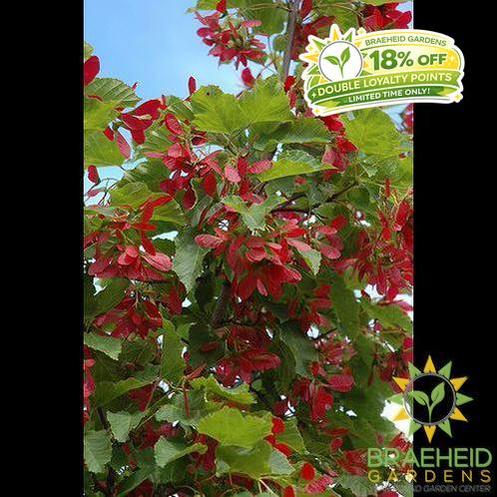 Ruby Slippers Amur Maple- Tree for sale, Grown in Grande Prairie -Braeheid Gardens Ltd. on Emerson Trail