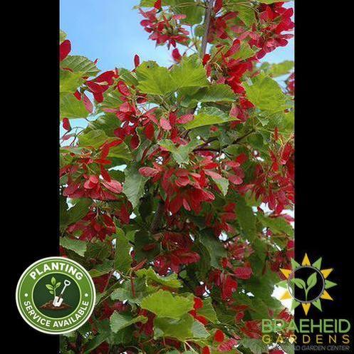 Ruby Slippers Amur Maple- Tree for sale, Grown in Grande Prairie -Braeheid Gardens Ltd. on Emerson Trail