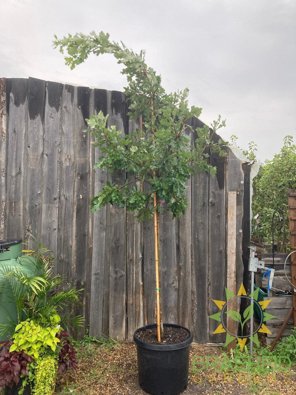 Bur Oak- Tree for sale, Grown in Grande Prairie -Braeheid Gardens Ltd. on Emerson Trail