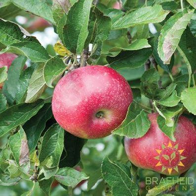 Hardi-Mac Apple- Tree for sale, Grown in Grande Prairie -Braeheid Gardens Ltd. on Emerson Trail