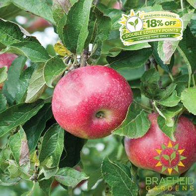 Hardi-Mac Apple- Tree for sale, Grown in Grande Prairie -Braeheid Gardens Ltd. on Emerson Trail