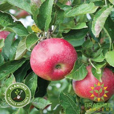 Hardi-Mac Apple- Tree for sale, Grown in Grande Prairie -Braeheid Gardens Ltd. on Emerson Trail