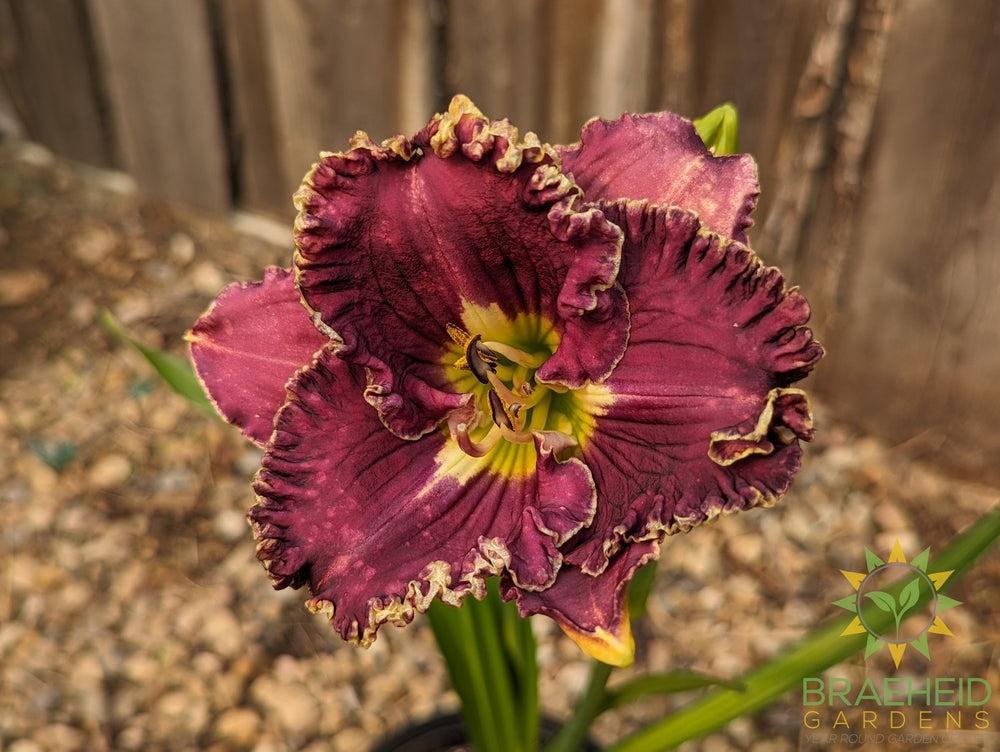 Daylily 'Catcher In The Eye ' - NO SHIP -