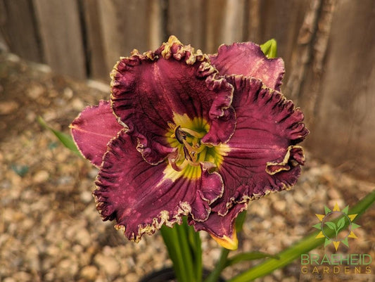Daylily 'Catcher In The Eye ' - NO SHIP -