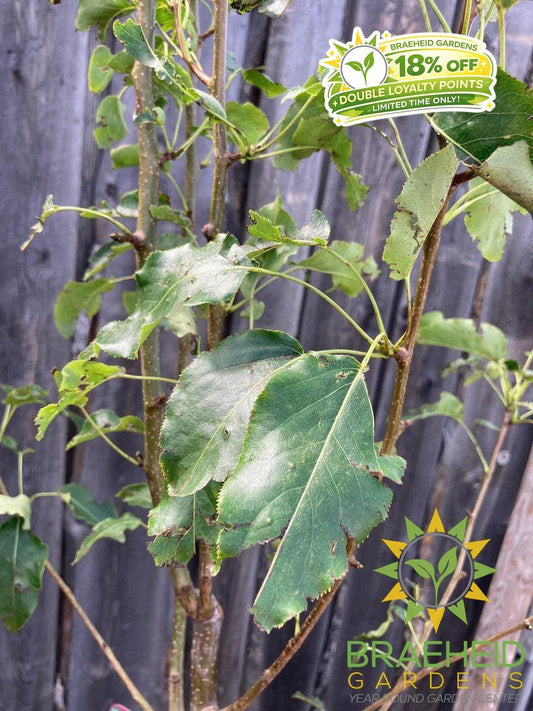Navigator Pear- Tree for sale, Grown in Grande Prairie -Braeheid Gardens Ltd. on Emerson Trail