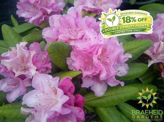 Hellikii Rhododendron