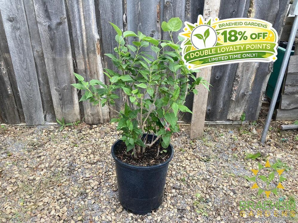 Congo French Lilac