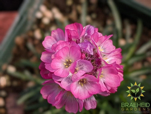 Armeria 'Rubrifolia' - NO SHIP -