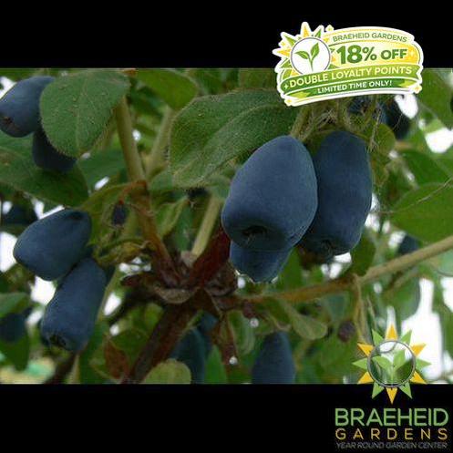 Buy Indigo Gem Haskap Berry an Edible Shrub in Grande Prairie Alberta - Braeheid Gardens Ltd.