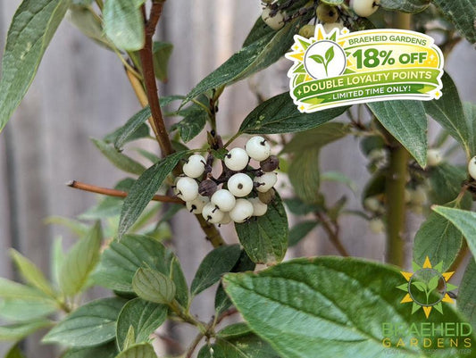 Isanti Dogwood