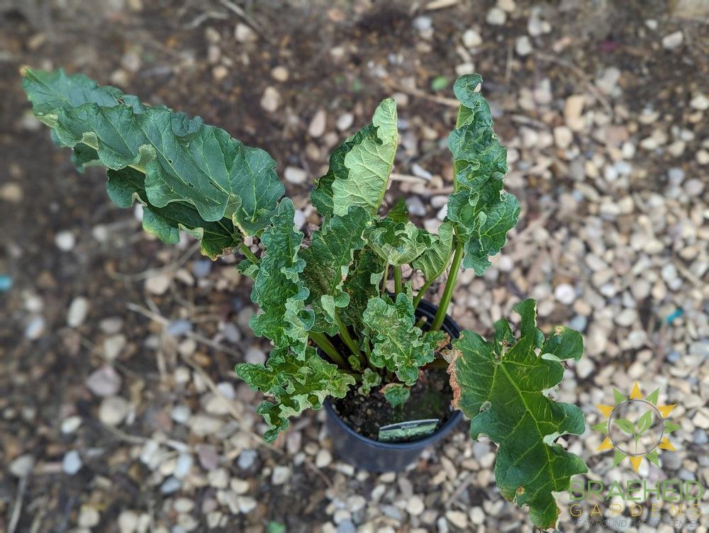 Rhubarb 'Valentine' - NO SHIP -