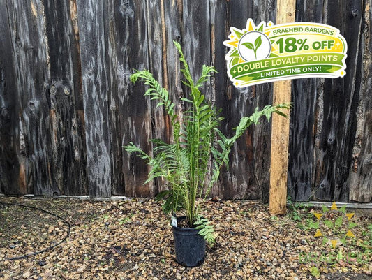 Ostrich Fern