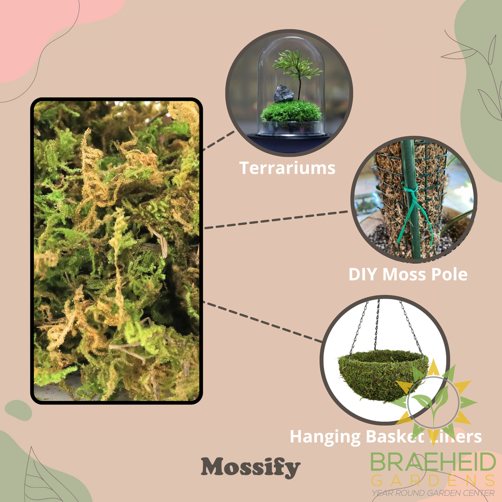 Premium Natural Forest Moss