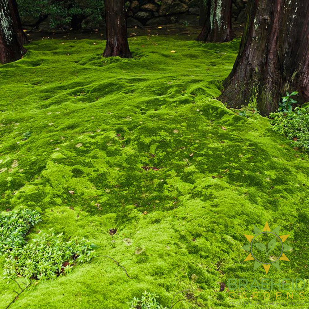 Native Boreal Mix Growable Moss for the Sun - PRE-ORDER