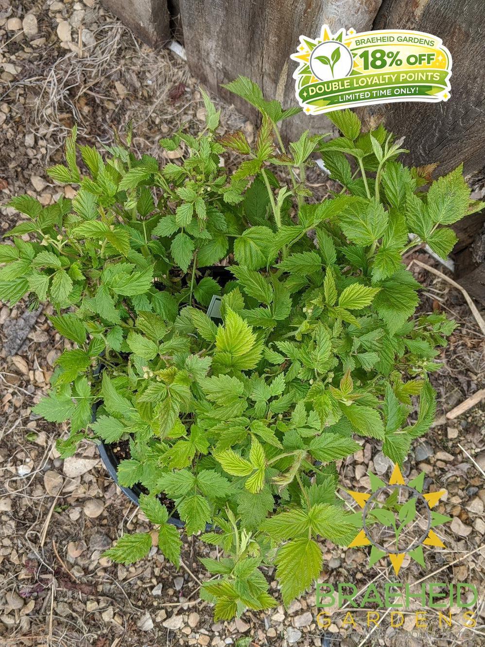 Buy Native Raspberry an Edible Shrub in Grande Prairie Alberta - Braeheid Gardens Ltd.