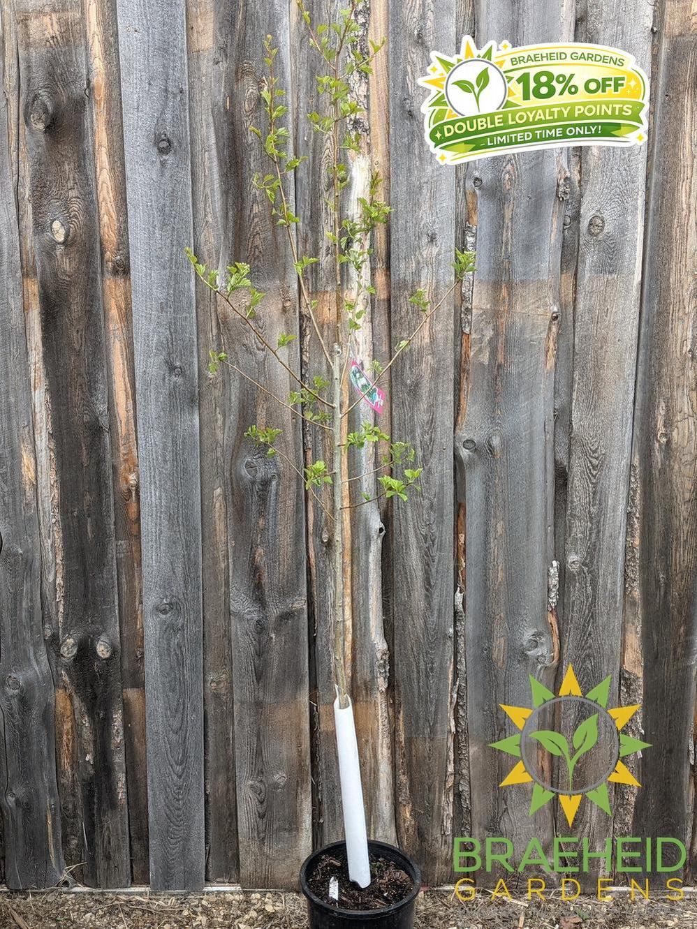 Snowbird Hawthorn- Tree for sale, Grown in Grande Prairie -Braeheid Gardens Ltd. on Emerson Trail