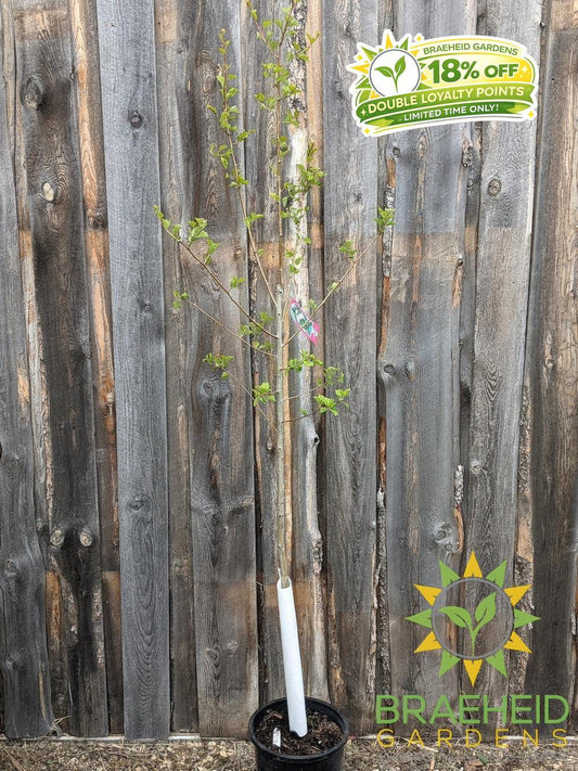 Snowbird Hawthorn- Tree for sale, Grown in Grande Prairie -Braeheid Gardens Ltd. on Emerson Trail