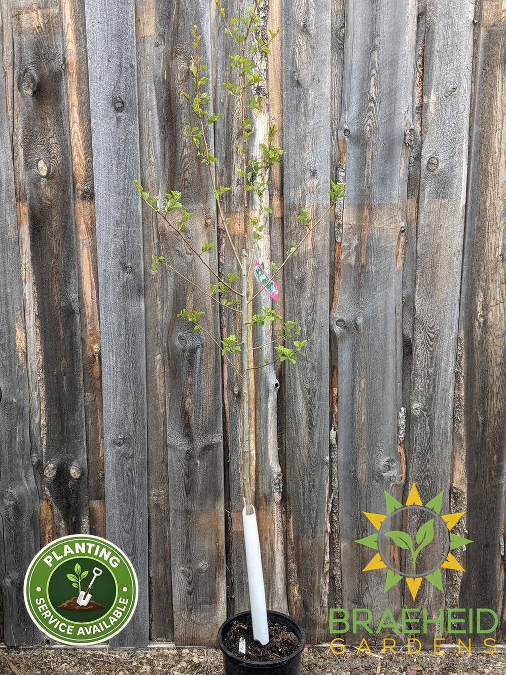 Snowbird Hawthorn- Tree for sale, Grown in Grande Prairie -Braeheid Gardens Ltd. on Emerson Trail