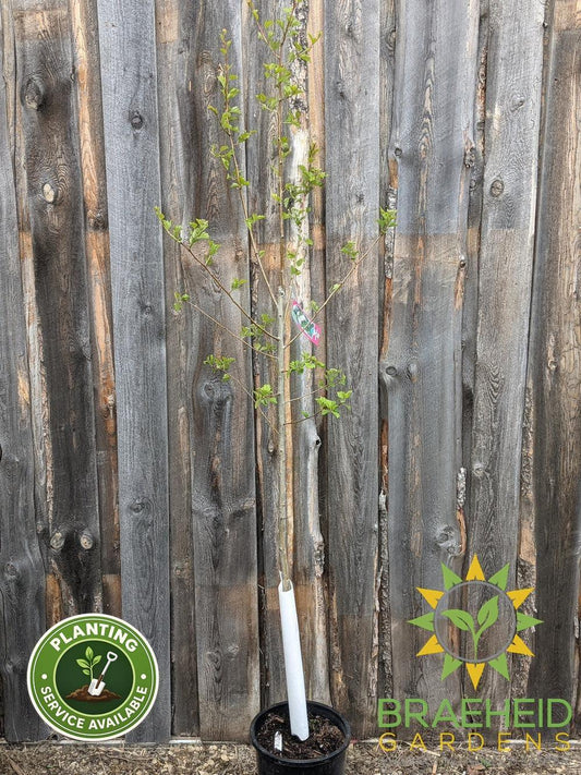 Snowbird Hawthorn- Tree for sale, Grown in Grande Prairie -Braeheid Gardens Ltd. on Emerson Trail