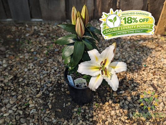 Oriental Lily Sunny Azores - NO SHIP -