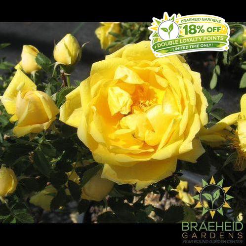 Persian Yellow Rose