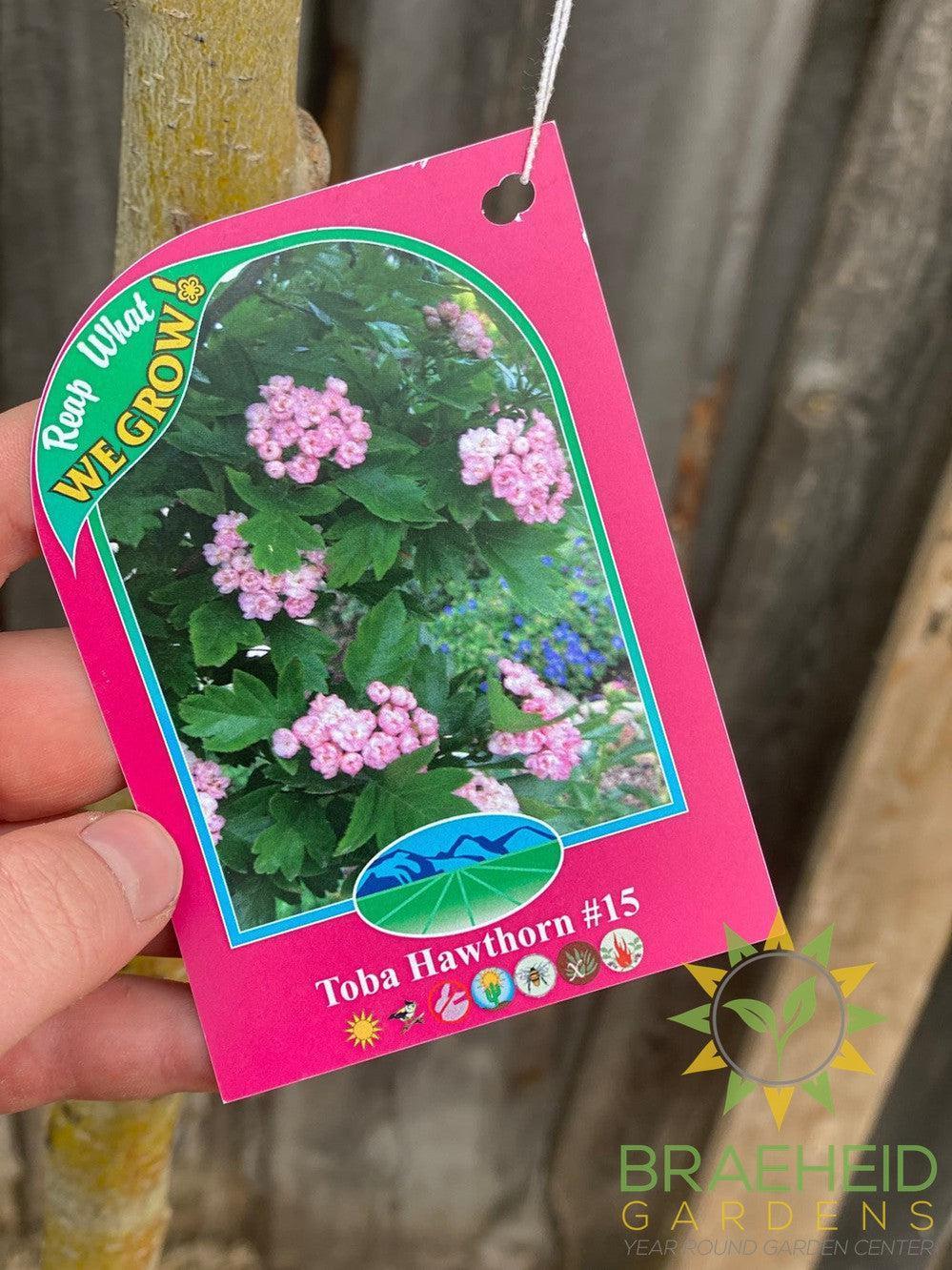 Toba Hawthorn- Tree for sale, Grown in Grande Prairie -Braeheid Gardens Ltd. on Emerson Trail