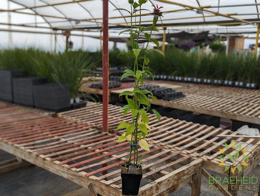 Bee Balm 'Jacob Kline' - NO SHIP -