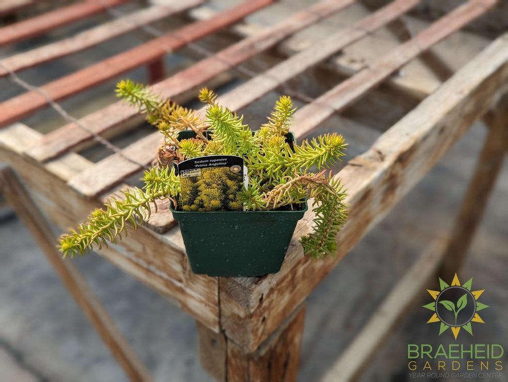 Sedum Prima Angelina - NO SHIP -