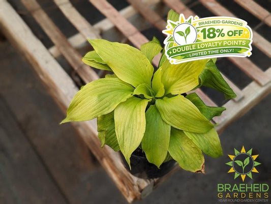 Hosta 'Dancing Queen' - NO SHIP -