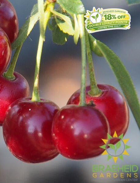 d'Artangnan Sour Cherry Tree