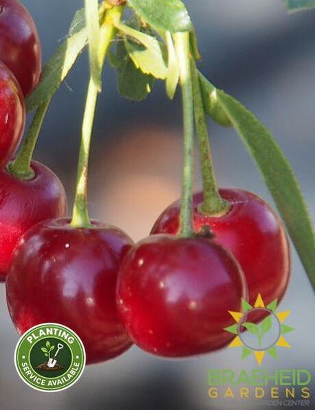 d'Artangnan Sour Cherry Tree