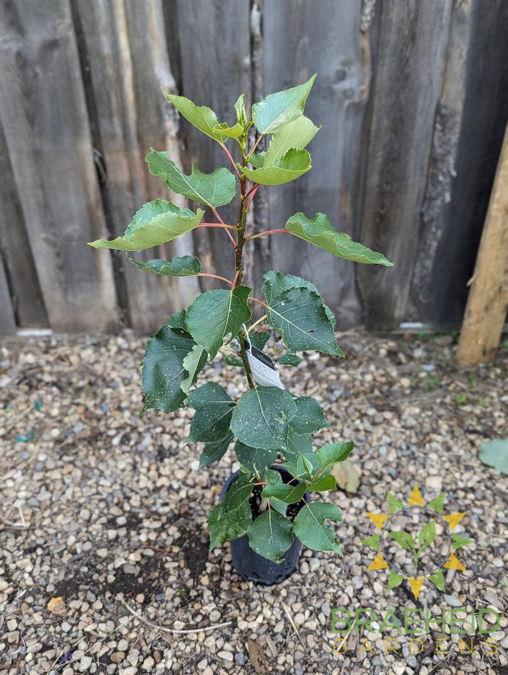 Okanese Poplar- Tree for sale, Grown in Grande Prairie -Braeheid Gardens Ltd. on Emerson Trail