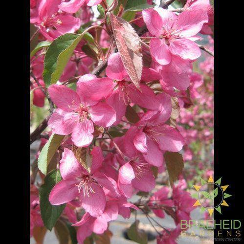 Radiant Flowering Crabapple- Tree for sale, Grown in Grande Prairie -Braeheid Gardens Ltd. on Emerson Trail